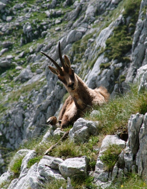 Camoscio d''Abruzzo Rupicapra pyrenaica ornata